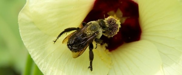 5 Edible Plants That Double As Ornamentals