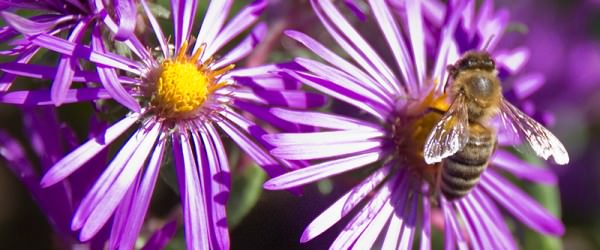 What Beekeepers Can Expect During Each Season