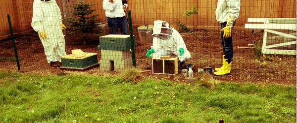 How to Make Beekeeping & Chicken-Keeping Intersect