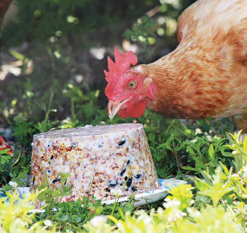 Treat ball for clearance chickens