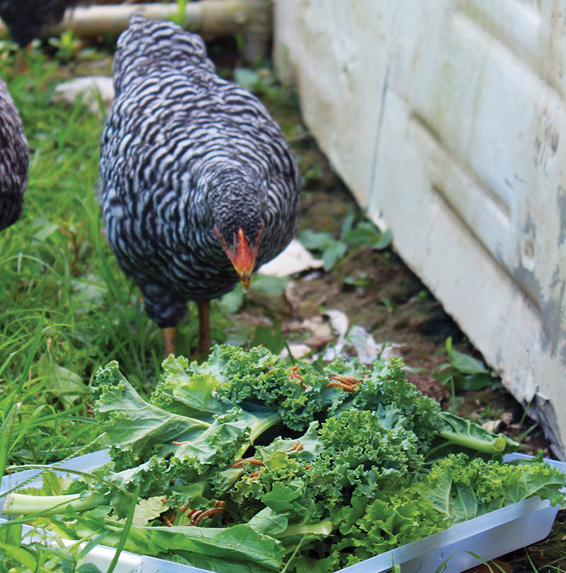 no-chicken salad