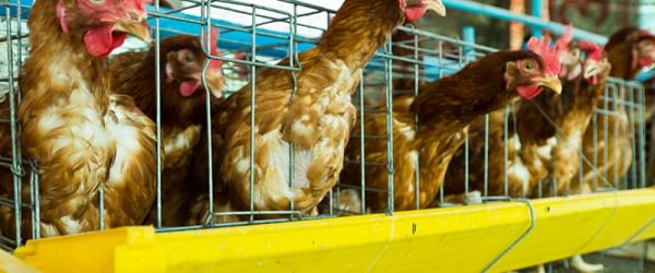 Massachusetts Puts New Spin On Farm Animal Caging Law