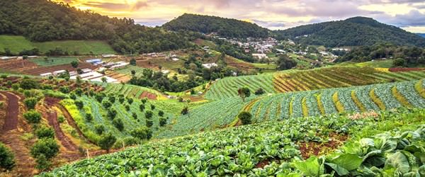 Organic Farming Continues To Rise