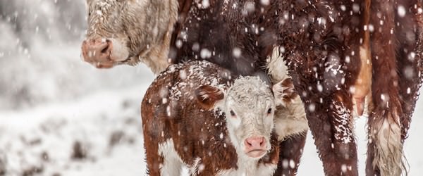 5 Tips To Prep Your Herd For Winter