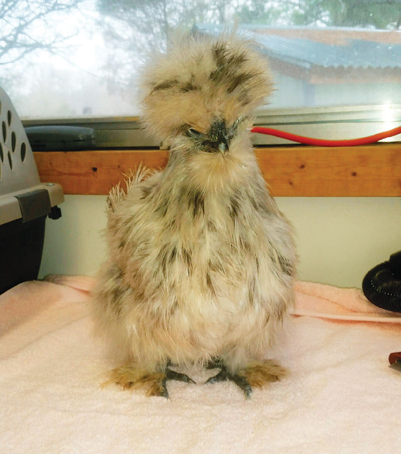 Silkie chicken