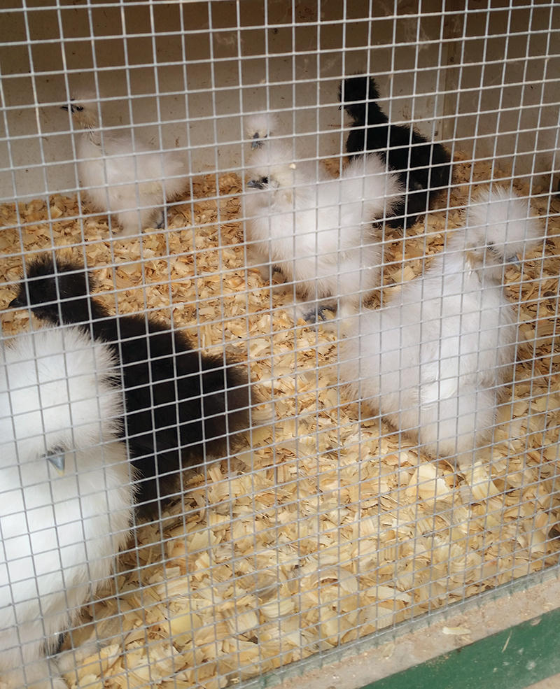 Silkie chickens