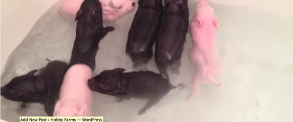 These Piglets Are Taking A Bath — Happy Monday!
