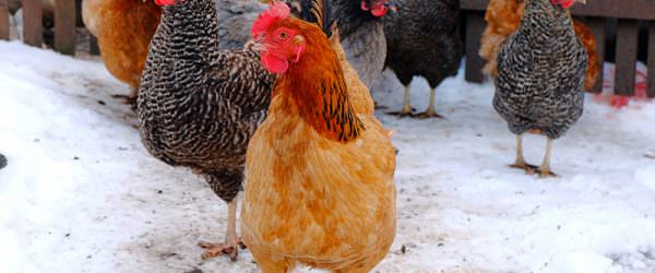 3 Layer Chickens Perfect For The Cold