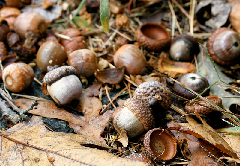 acorns