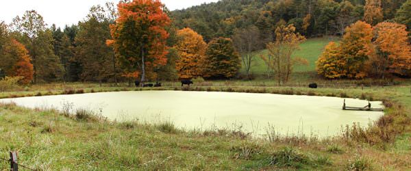 The War Against Pond Algae