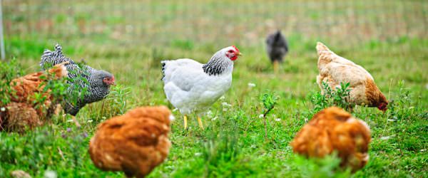 4 Pastured Poultry Problems—And How To Avoid Them
