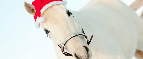 The 12 Days Of A Vet’s Christmas