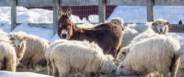 Keep Your Animals Hydrated This Winter