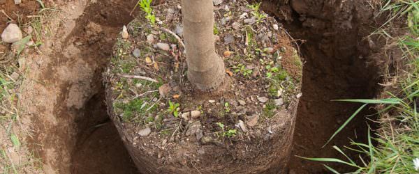 My New Year’s Farm Resolutions For 2017