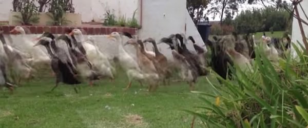 This Indian Runner Duck Parade Keeps A Vineyard Pest-Free