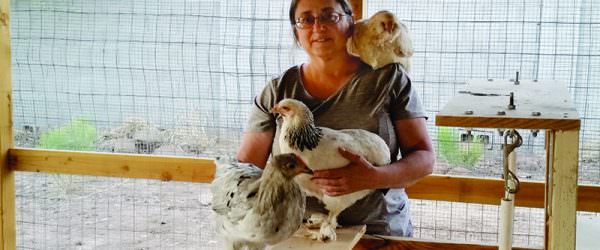 Chicken Chat: Hens for Health