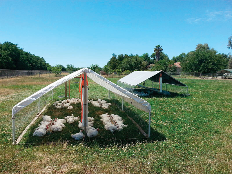 pastured poultry