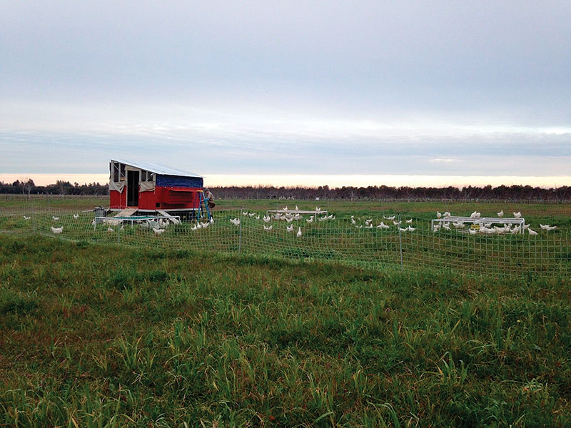 pastured poultry