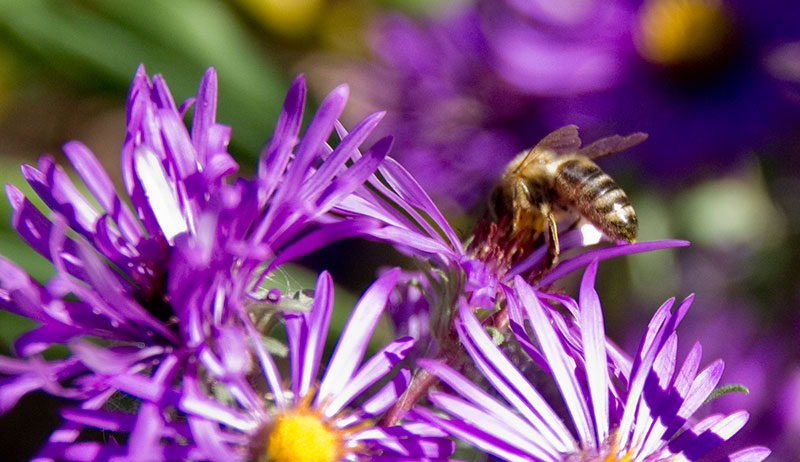 25 Things You Didn’t Know About Honeybee Foraging