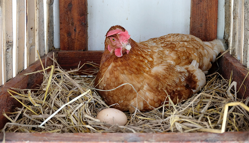 broody hen fertilized egg eggs