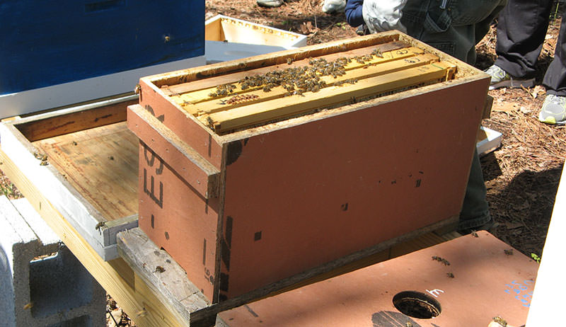 Prevent Swarming In Your Spring Hive