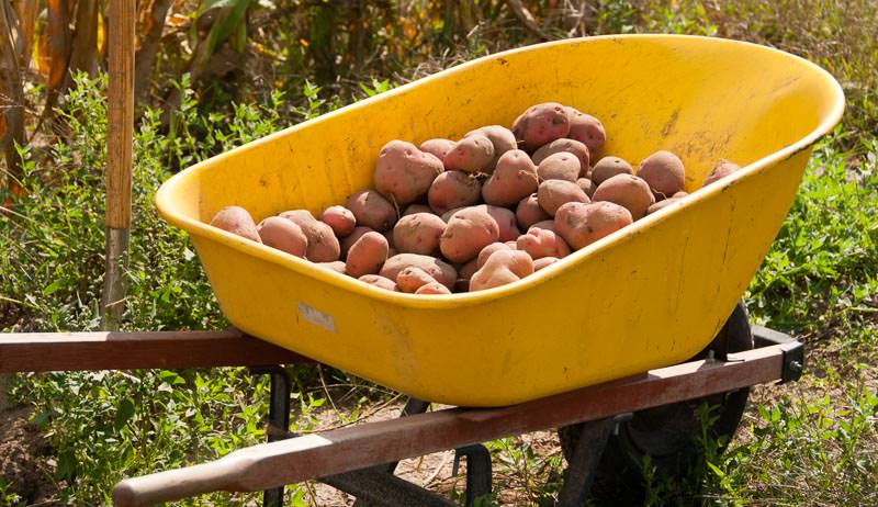 Wheelbarrows: One Wheel Or Two?