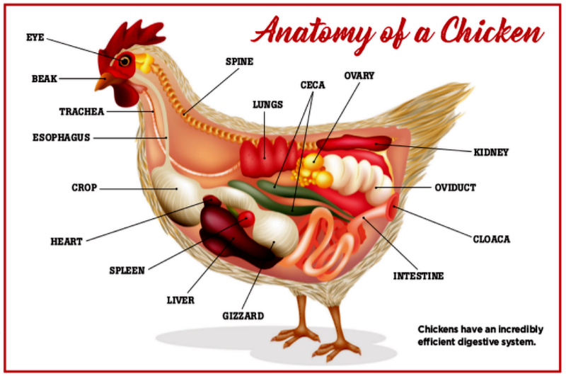 How A Chicken s Body Works A System by System Guide