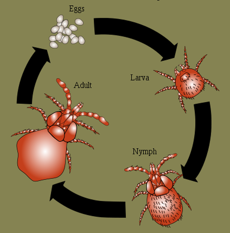 chiggers vs ticks