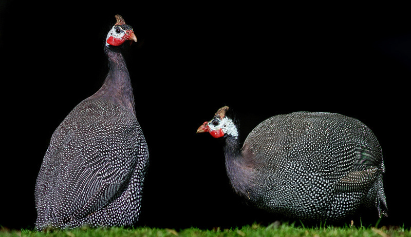 adding livestock farm poultry guinea fowl