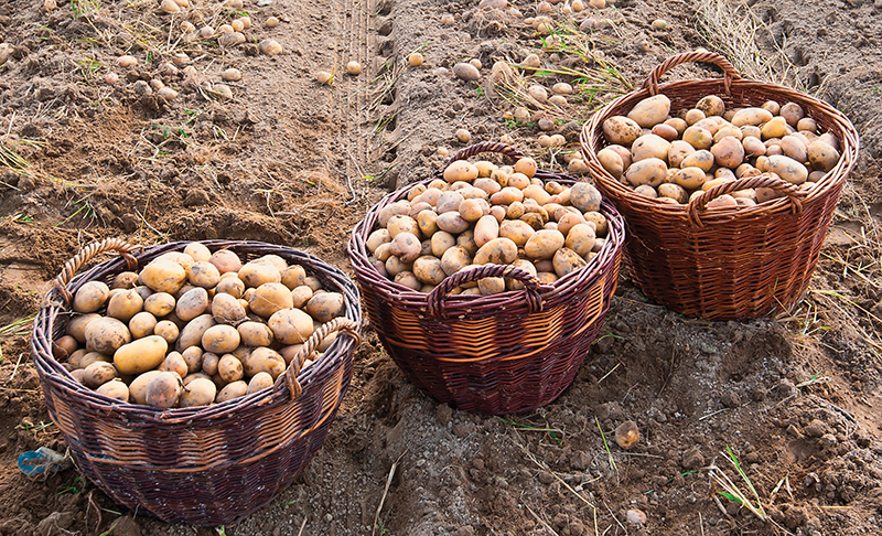 market crops potatoes