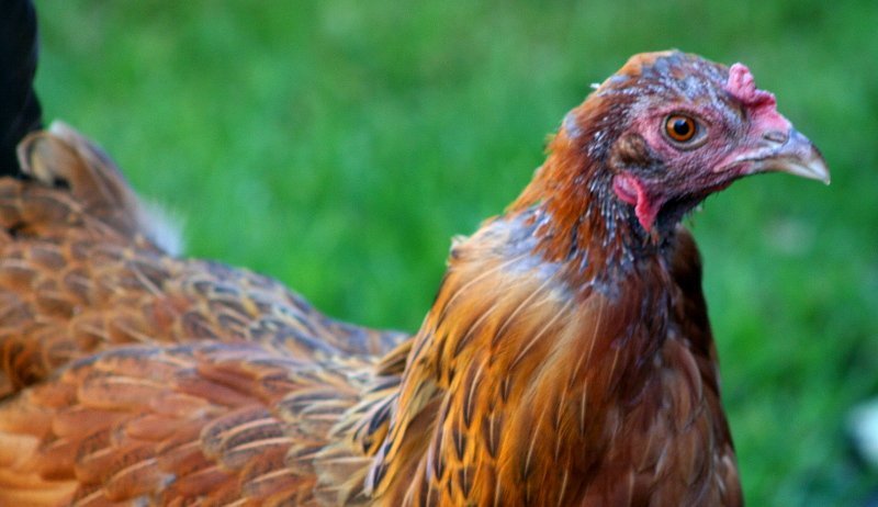 molting chicken