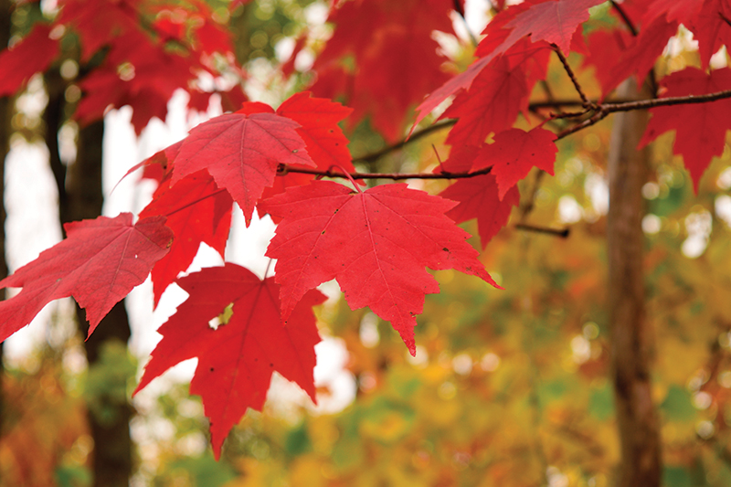 poisonous plants red maple