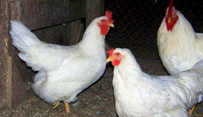 lamona chicken breed