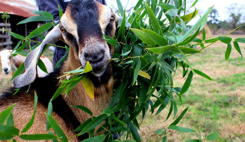 5 Fun & Easy Snacks You Can Grow for Your Goats