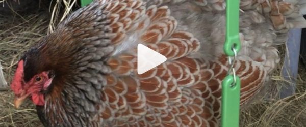Swinging Chicken in Video Has Slinky Neck—But Do You Know Why?