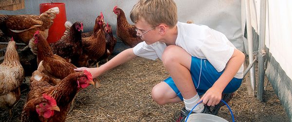 Teach Your Kids to Keep Chickens With These 3 Tasks