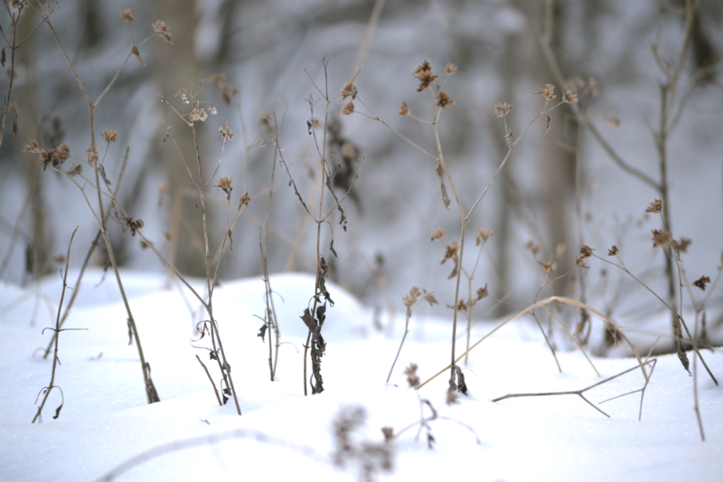 snowfall on farm