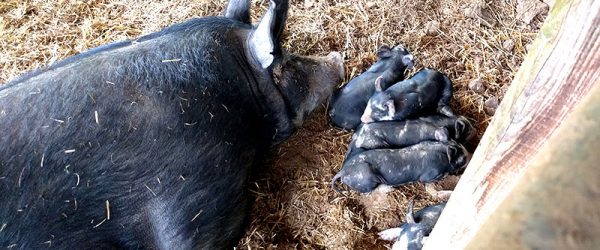 Prevent Anemia in Piglets by Supplementing Iron