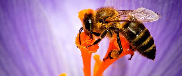 5 Reasons to Love Pollen Even if You Have Allergies