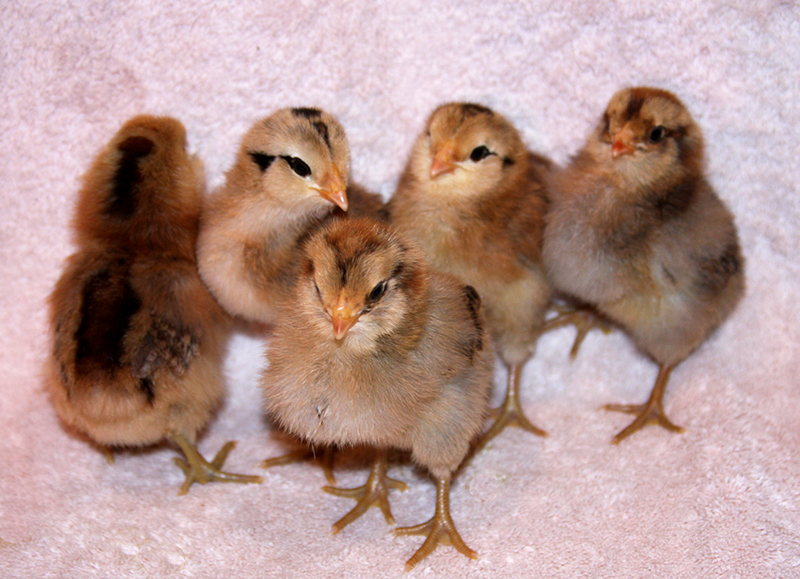 Learn The 3 A S Of The Easter Egger Chicken Hobby Farms from img.hobbyfarms...