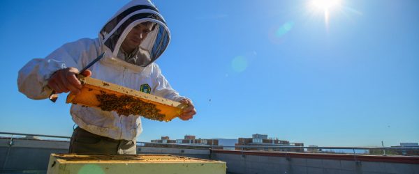 Get to Know the Basics of Bees & Beekeeping