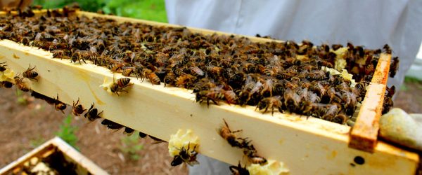 Beginner Beekeeper Q-and-A: How Do I Conduct a Hive Inspection?