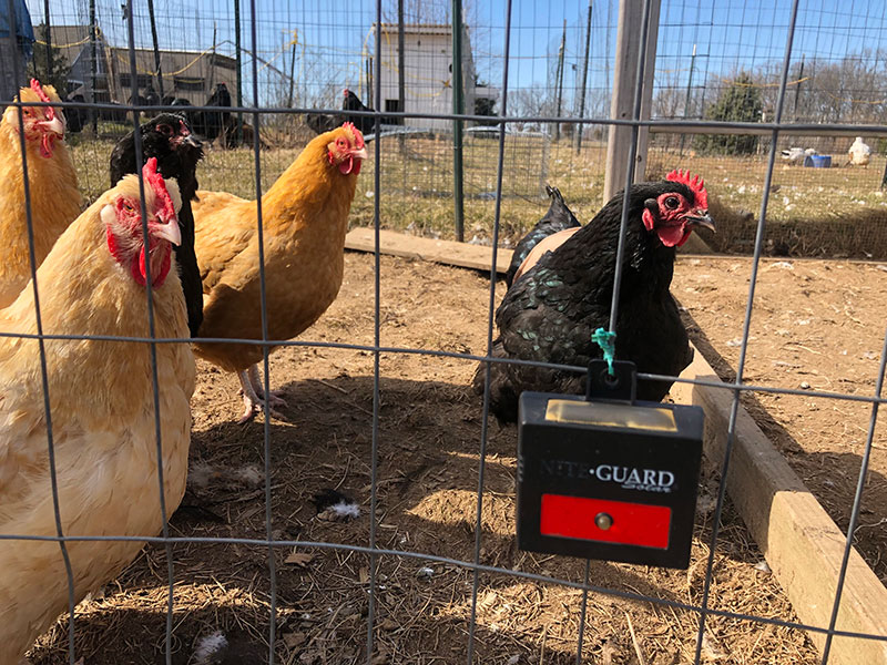 chicken Nite Guard