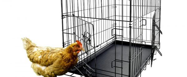 Coop Builder: Make a Halfway House for Your Hens