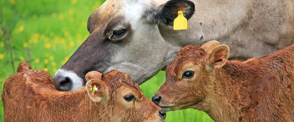 Livestock Pregnancy & Its Problems: Cattle