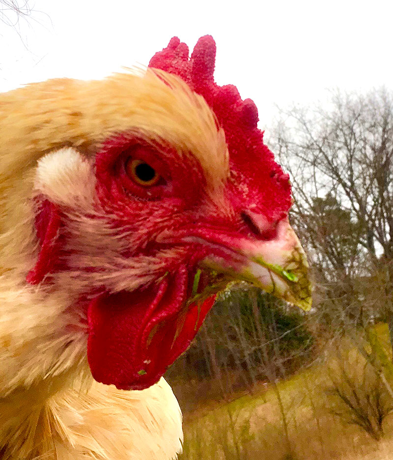 chickens eating eggs