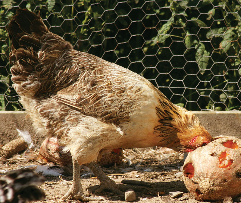 chicken cantaloupe food scraps