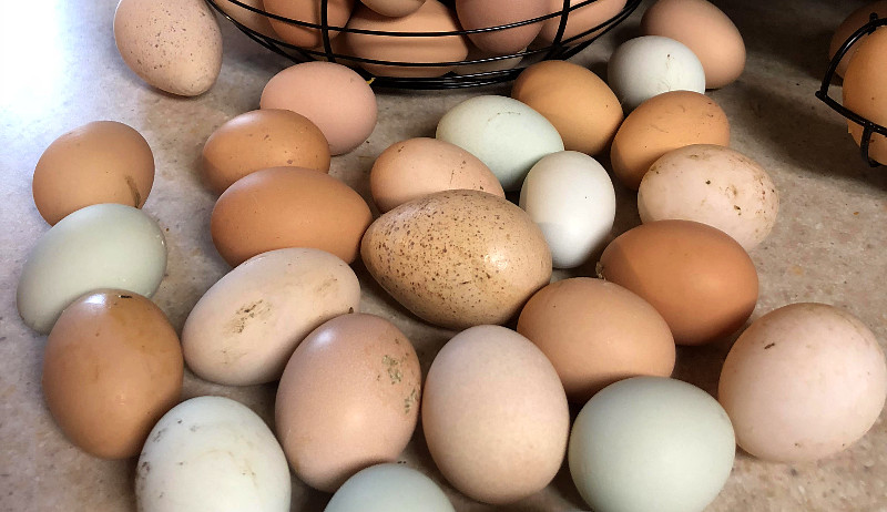 chickens pullets surplus freezing freeze eggs