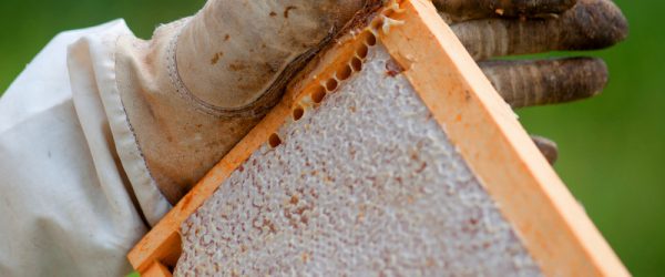 Considering a Spring Honey Harvest? Ask These Questions