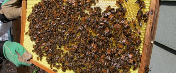 5 Early Summer Tasks to Keep Your Bee Colony Safe & Growing